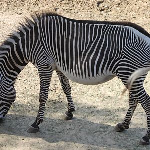 Grevy zebra