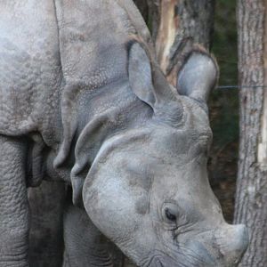 Indian rhino