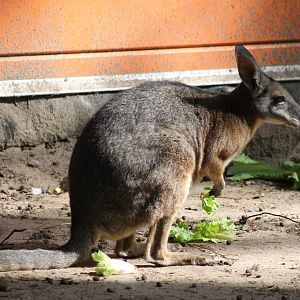 Tammar wallaby