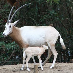 Scimitar-horned oryx with calf