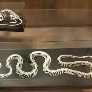 Snake and rat skeletons