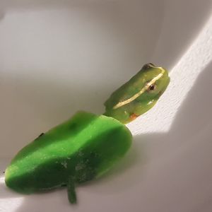 Hyperolius riggenbachi