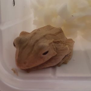 Polypedates otilophus