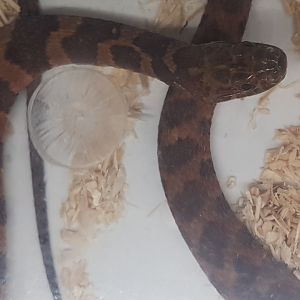 Nerodia sipedon pleuralis