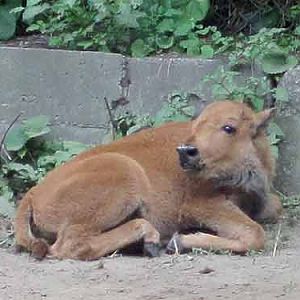 Wood Bison Calf