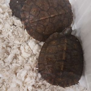 Rhinoclemmys pulcherrima incisa