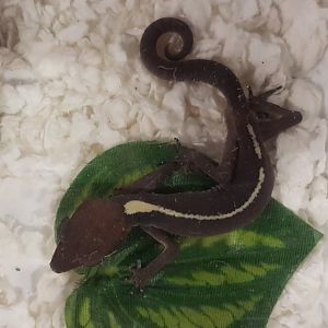 Aeluroscalabotes dorsalis