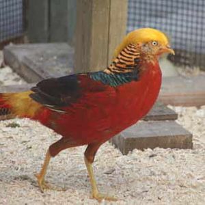 Golden Pheasant