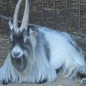 Agouti Pygmy Goat