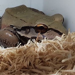 Leptodactylus pentadactylus