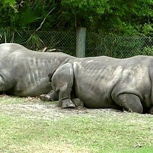 Jacksonville Zoo January 2013 - YouTube