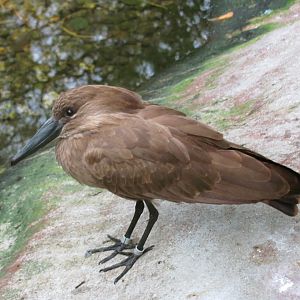 Hamerkop