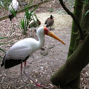 Yellow Billed Storks