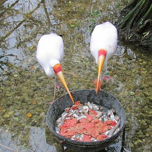 Yellow Billed Storks