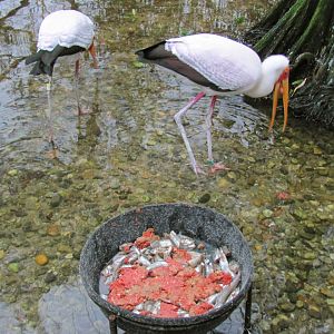 Yellow Billed Storks