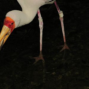 Yellow Billed Stork