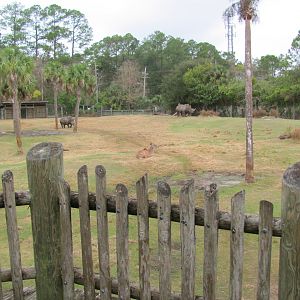 African Plains Exhibit