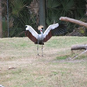 Grey Crowned Crane