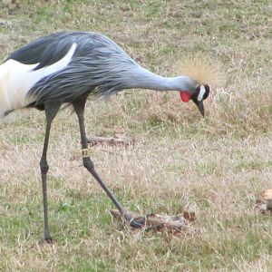Grey Crowned Crane