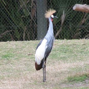 Grey Crowned Crane