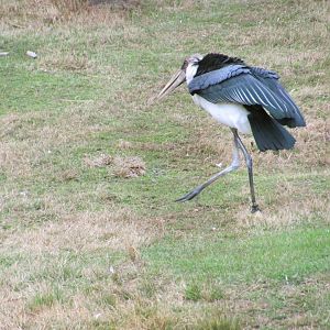 Marabou Stork