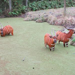Eastern Bongo