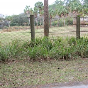 African Plains Exhibit (From Train)