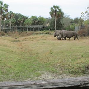 Southern White Rhinos (From Train)