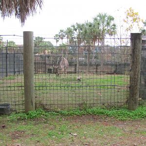 Greater Kudu Bull (From Train)