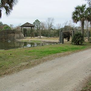 African Elephant Exhibit (From Train)