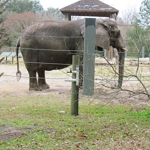 African Elephant Moki (From Train)