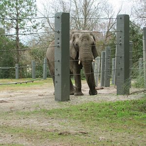 African Elephant Moki (From Train)