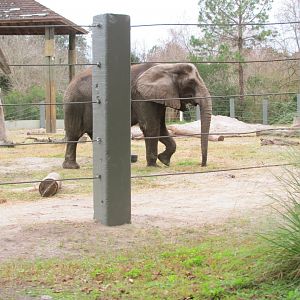 African Elephant Sheena (From Train)
