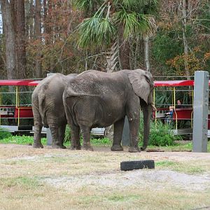 African Elephants Moki & Sheena