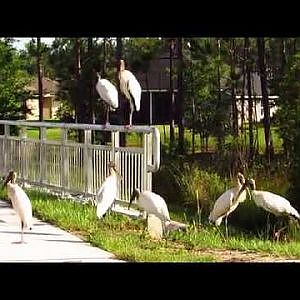Wood Storks - YouTube