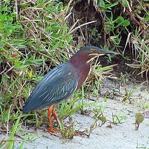 Green Heron - YouTube