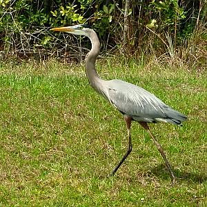Great Blue Heron - YouTube