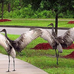 Cinco De Birdo? - YouTube