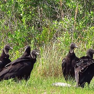 Black Vultures - YouTube