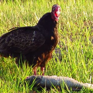Turkey Vulture & Fish