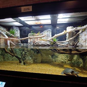 3: Fly River turtle & carpet python