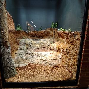 1: Hermann's Tortoise & Legless lizard