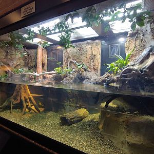 5: Mata Mata, narrow bridged musk turtle, milk frog