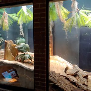 11: Gopher Tortoise & Eastern Diamondback rattlesnake