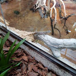 Chinese crocodile lizard