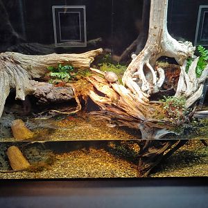 SR2: spotted turtle & Massasauga