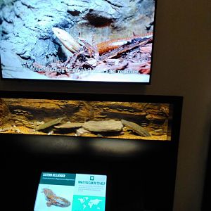 Sideroom1: Hellbender