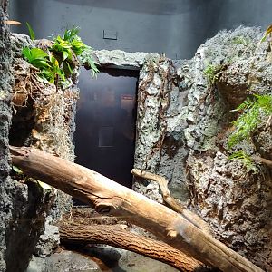 10: dumeril's monitor