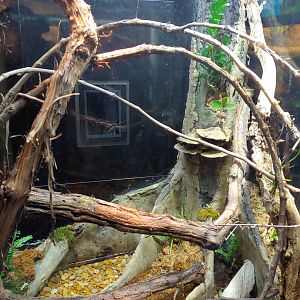 SR:6 Eyelash viper and dart frogs