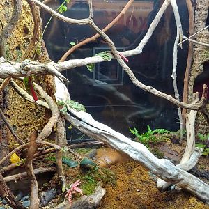 SR5: Solomon leaf frog & prehensil tailed skink